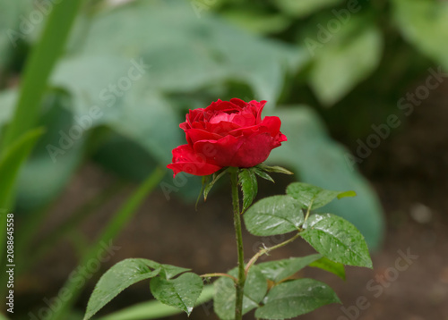 Close-up of red rose flower