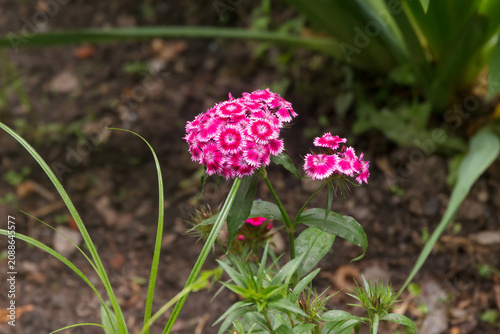 Close-up of a pink flowering carnation in a field