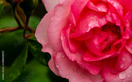 Fresh spray rose with natural moisture in a blurry romantic macro style.