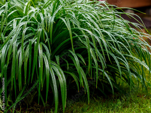 Tableau sur toile Miscanthus ( Latin- Miscanthus sinensis ) leaves with raindrops in the garden