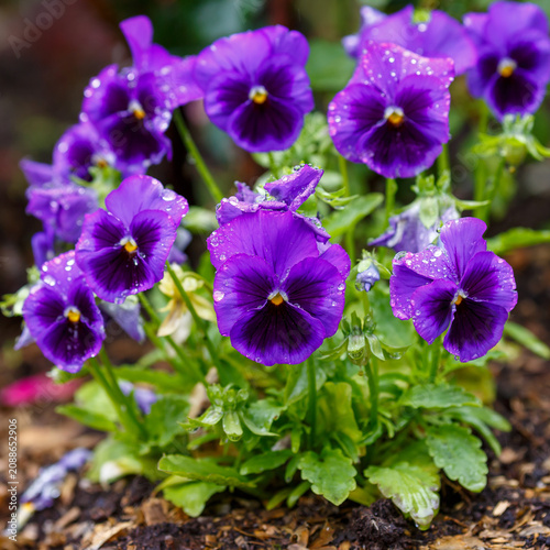Beautiful purple Viola Flamenco Viola F1 Wittrock flowers are blooming in the garden. Flowers with drops of water after the rain.