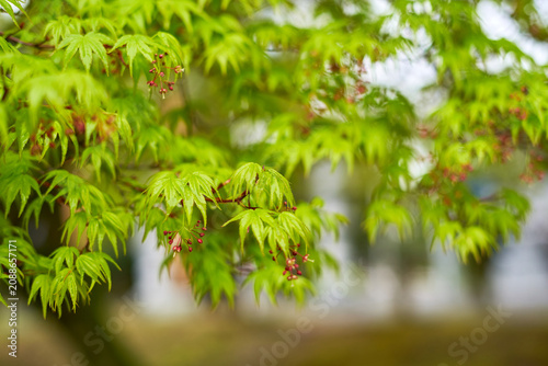 Close-up photograph of vibrant green Japanese maple (Acer palmatum) leaves in spring, featuring delicate palmate foliage with serrated edges and small clusters of reddish-purple flowers or seed pods