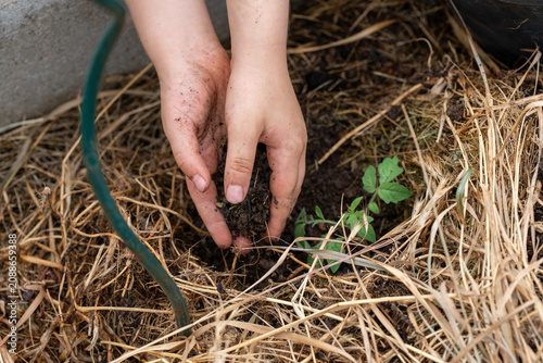 Konstfotografi Macro shot of soil-stained fingers gently releasing a clump of rich compost over the roots of a tiny green plant to ensure optimal growth in a sustainable home garden setup