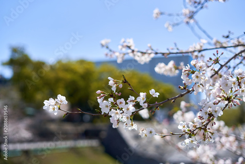 A close-up photograph of delicate white cherry blossoms (sakura) in full bloom on slender branches, set against a vibrant clear blue sky. The flowers are captured in sharp focus with soft bokeh
