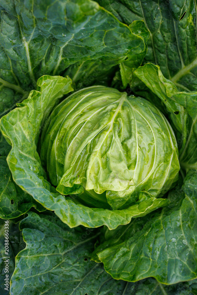 Obraz premium Fresh green cabbage growing in vegetable garden
