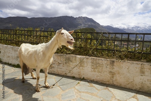 Spring in Crete, goat bleating, snow-capped mountains, cloudy sky, Amari Basin, Amari, Psiloritis, Ida Massif, Thronos, Central Crete, island of Crete, Greece