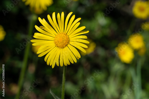 Obraz na plátně Detailed macro photograph of a vibrant yellow Leopard's bane blossom, capturing its delicate petals and textured center against a deeply blurred, dark background