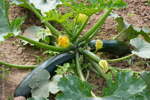 Konstfotografi large ripe zucchini (cucurbita pepo) vegetables growing on a green plant in an a