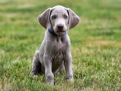 Foto weimaraner