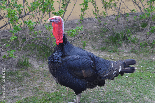 A Black Spanish (Norfolk) turkey stands against a spring garden backdrop.
