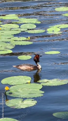 Great Crested Grebe Podiceps cristatus swims among water lily leaves on calm lake surface. Wildlife, birdwatching, wetland conservation, biodiversity, nature, freshwater ecosystem, ecotourism