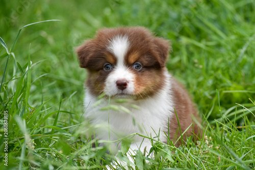 Cute Red Tricolor Australian Shepherd Puppy Sitting in Green Summer Meadow