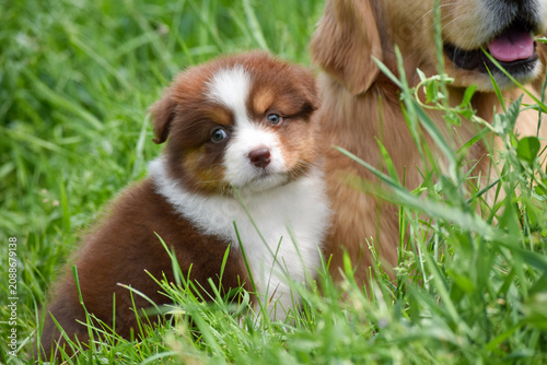 Cute Red Tricolor Australian Shepherd Puppy Sitting in Green Summer Meadow