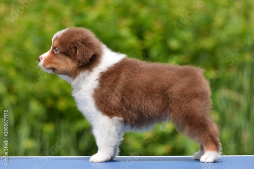 Red Tricolor Australian Shepherd Puppy Standing in Profile on Natural Green Background