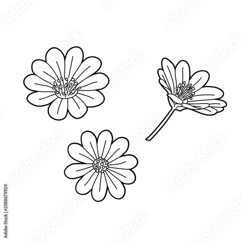 Chamomile, daisy, ink charcoal sketch drawings in scribble hand drawn style