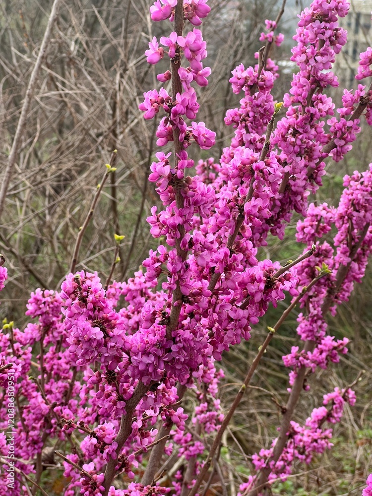 Obraz premium Beautiful pink Cercis or Eastern Redbud flowers blooming on a tree branch in early spring park close-up.