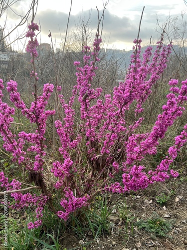 Beautiful pink Cercis or Eastern Redbud flowers blooming on a tree branch in early spring park close-up.