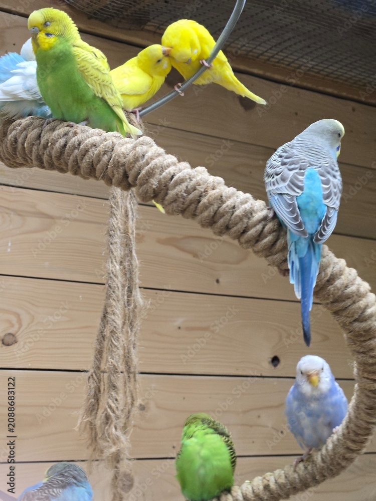 Obraz premium parrots