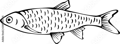 Photos Herring fish seafood hand drawn vintage engraving style for fishmarket menu bann