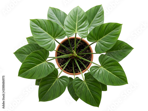 Top view of a philodendron plant in a terracotta pot isolated on transparent background