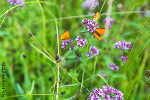 Two large copper butterflies (Lycaena dispar) resting on wild marjoram flowers in a green summer meadow