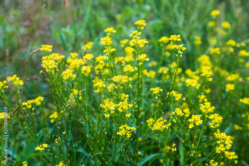 Close-up of blooming wild field mustard with bright yellow flowers in a lush meadow