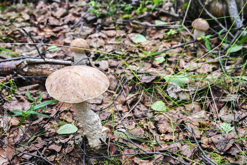 The boletus mushroom, birch bolete.