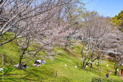 A scenic view of a Japanese park during cherry blossom season, with multiple sakura trees in full bloom covering a lush green hillside. Several groups of people are enjoying hanami picnics beneath