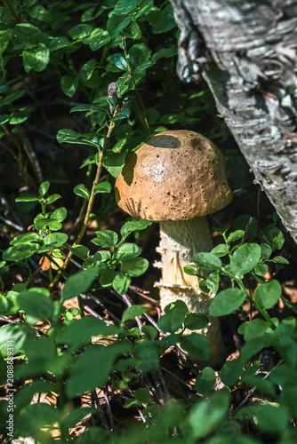The boletus mushroom, birch bolete.