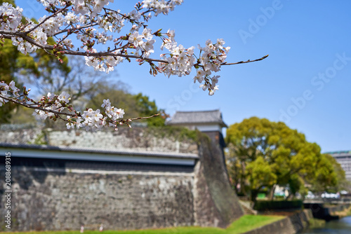 Close-up of cherry blossom branches in full bloom in the foreground, with delicate white sakura flowers sharply focused against a clear blue sky. In the soft-focused background stands a traditional