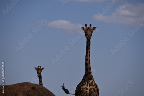 Obraz na plátně giraffe tall African mammal belonging to the genus Giraffa