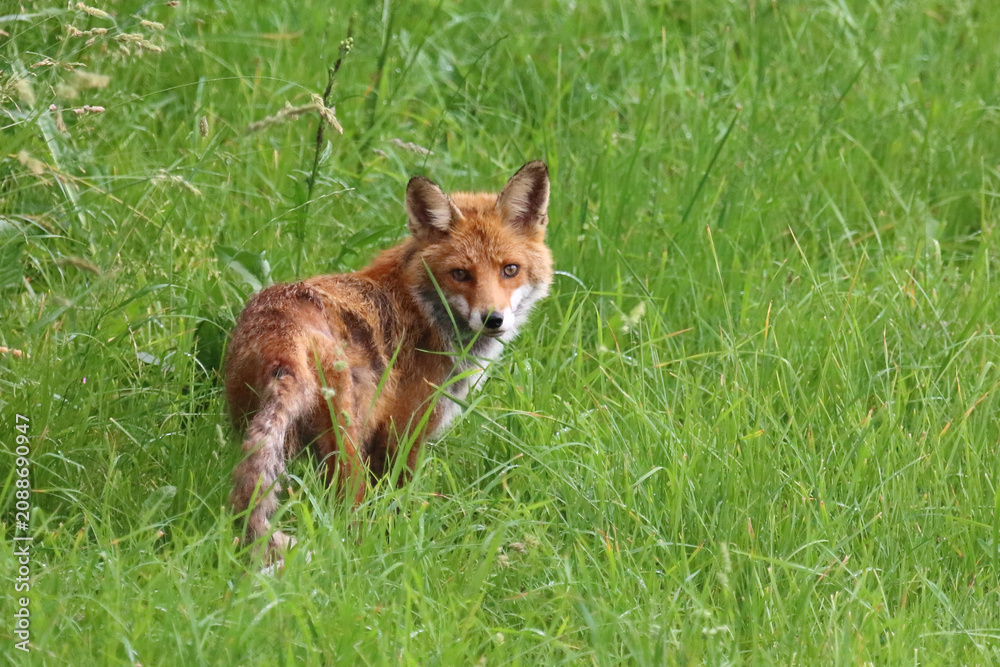 Fototapeta premium Rotfuchs / Red fox / Vulpes vulpes