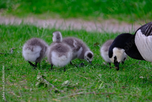 Foto Fluffy gosling in Helsinki, Finland