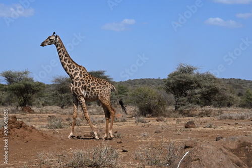 Fotografie giraffe tall African mammal belonging to the genus Giraffa
