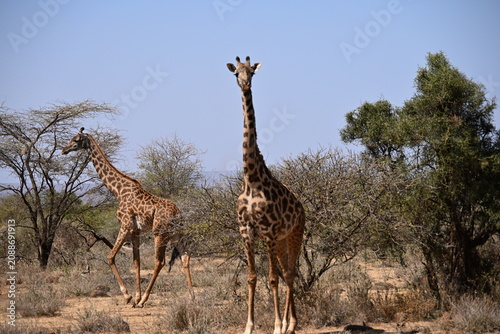 Foto giraffe tall African mammal belonging to the genus Giraffa