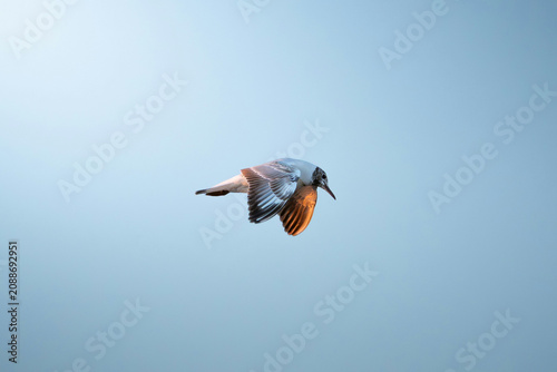 Obraz na plátně Bird Flying in Clear Blue Sky with Snowflakes and Frosty Feathers
