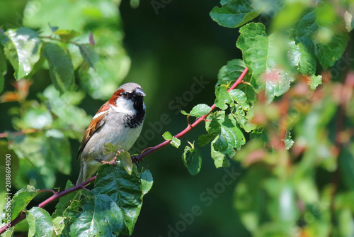 Haussperling / House sparrow / Passer domesticus