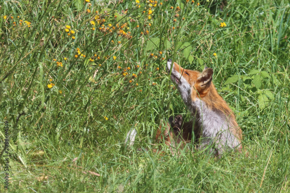 Fototapeta premium Rotfuchs / Red fox / Vulpes vulpes