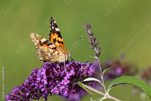 Bild auf Leinwand Distelfalter / Painted lady or Vanessa cardui / Vanessa cardui or Cynthia cardui