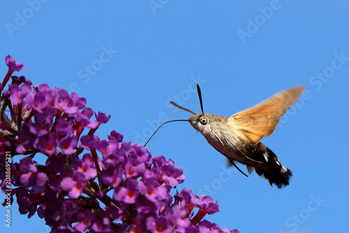 Taubenschwänzchen / Hummingbird hawk-moth / Macroglossum stellatarum