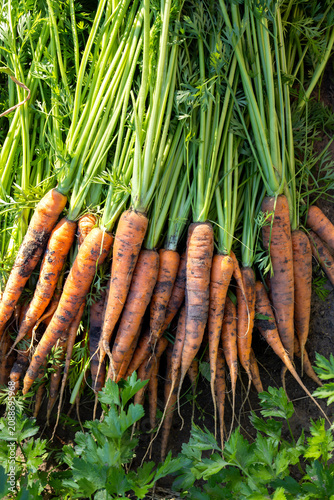 Freshly harvested organic carrots from garden bed
