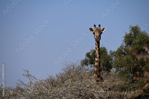 Принти на полотні giraffe tall African mammal belonging to the genus Giraffa