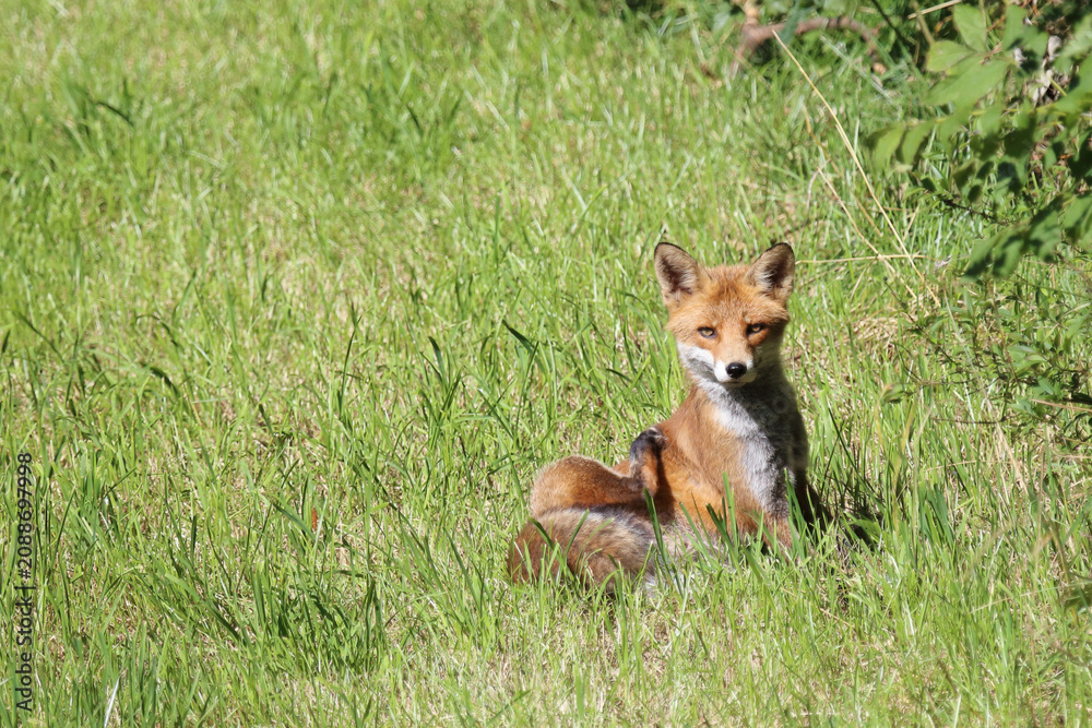 Fototapeta premium Rotfuchs / Red fox / Vulpes vulpes