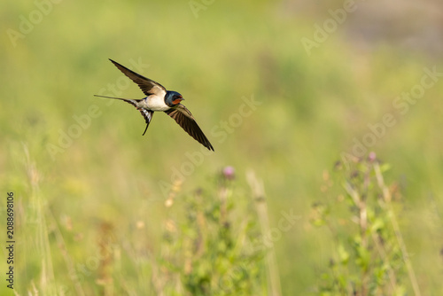 Barn Swallow (Hirundo rustica) in flight.