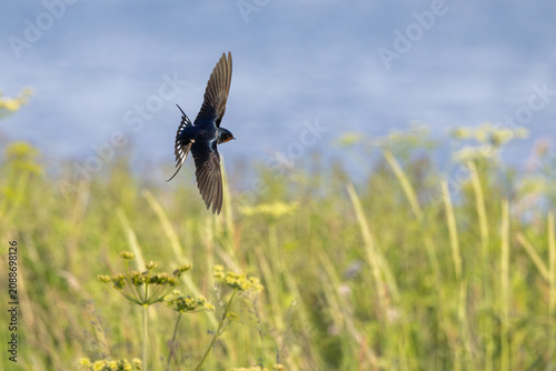 Barn Swallow (Hirundo rustica) in flight.
