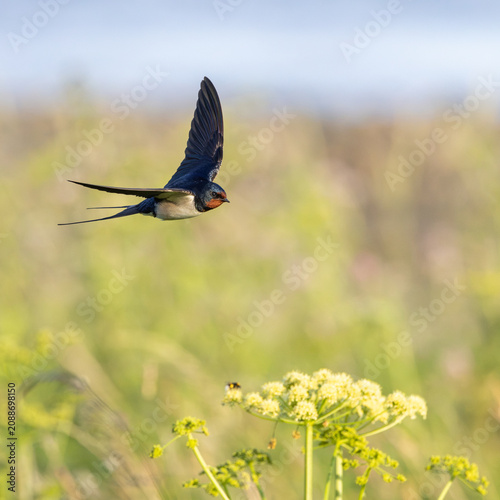 Barn Swallow (Hirundo rustica) in flight.