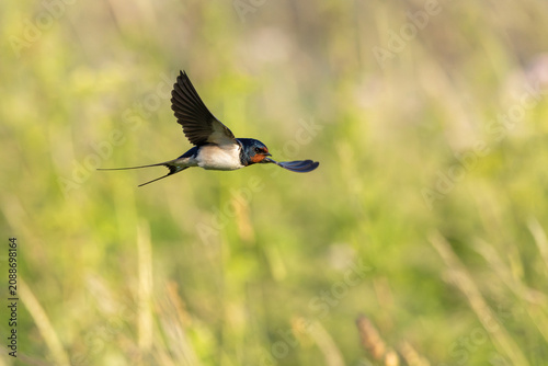 Barn Swallow (Hirundo rustica) in flight.