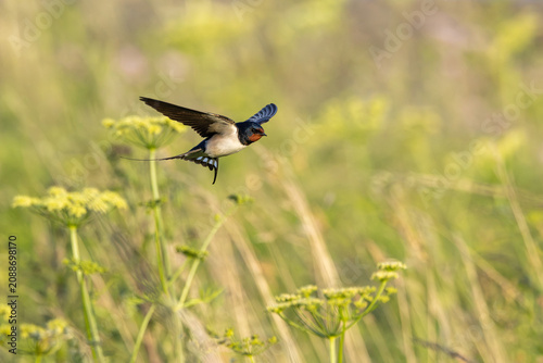 Barn Swallow (Hirundo rustica) in flight.