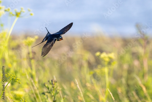 Barn Swallow (Hirundo rustica) in flight.