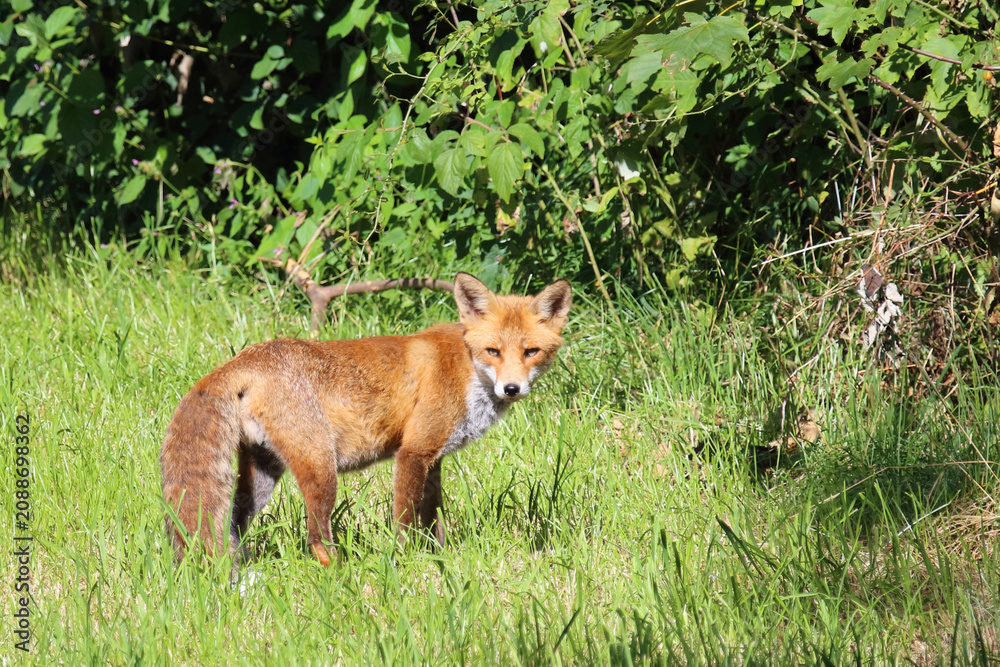 Fototapeta premium Rotfuchs / Red fox / Vulpes vulpes